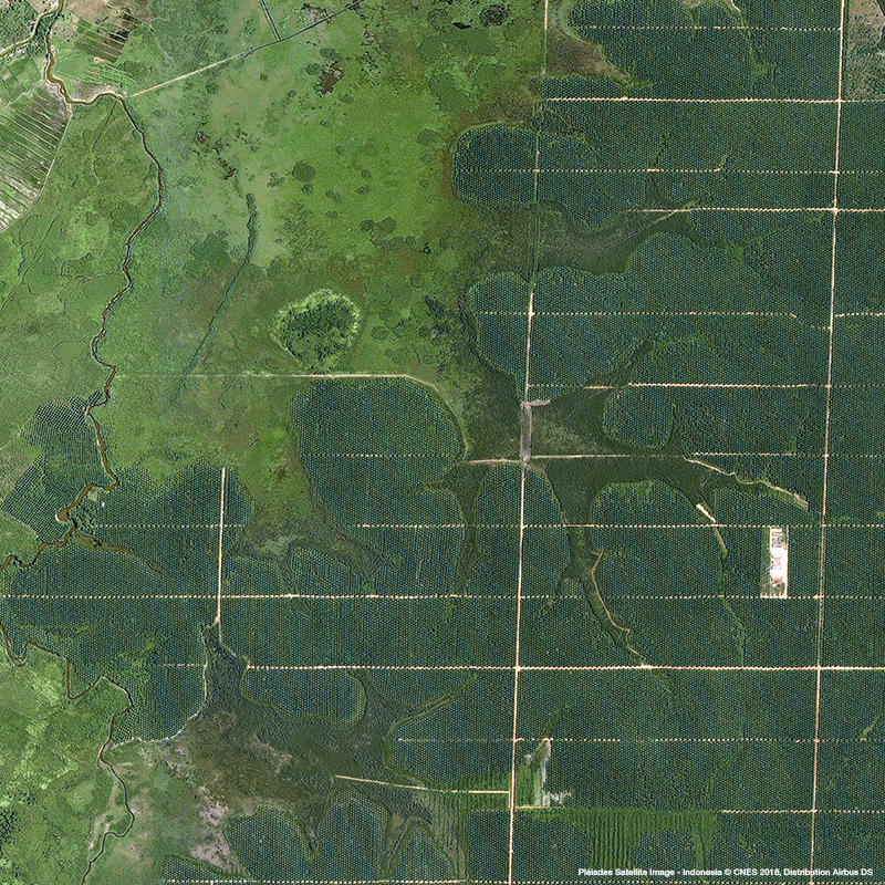 Pléiades - Palm Oil Plantations, Indonesia