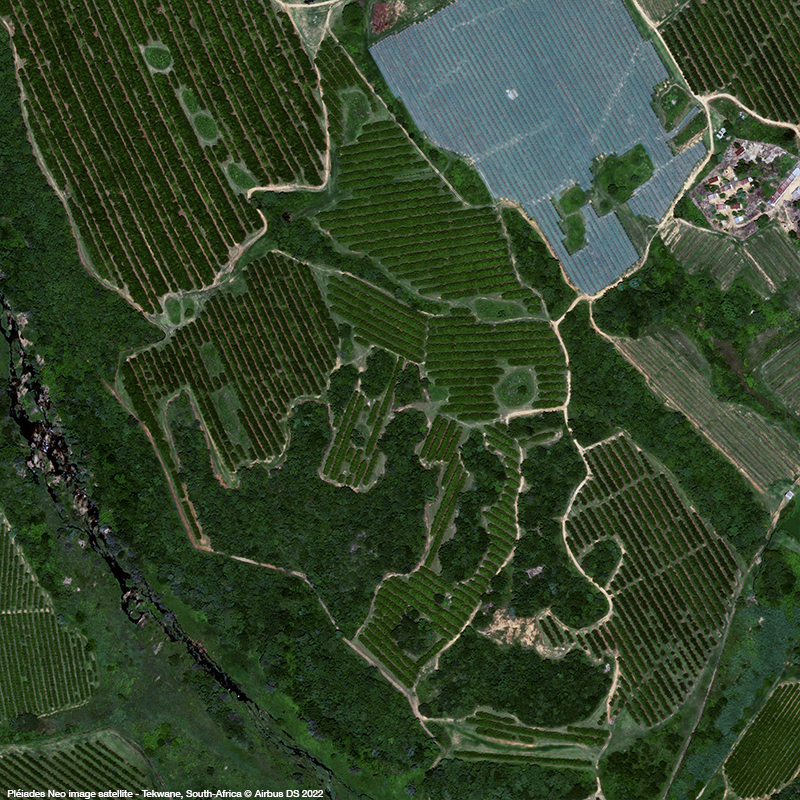 Pléiades Neo - Citrus growing in South Africa 