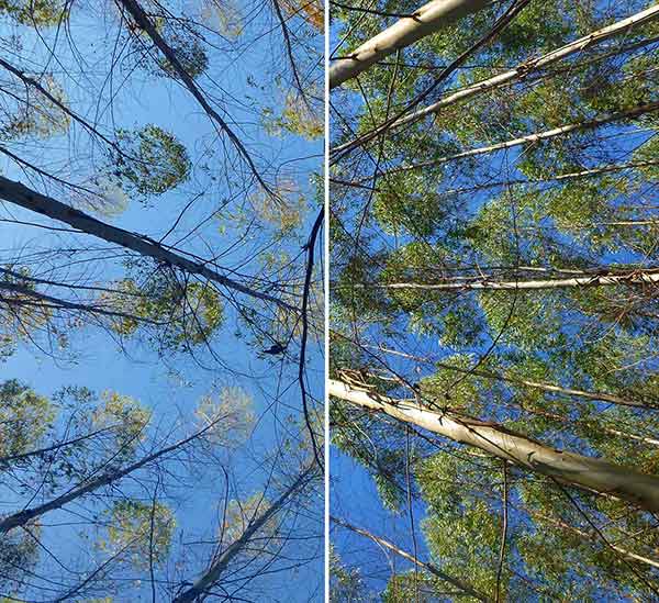 Case study disease detection in eucalyptus clones with satellite data/ 
