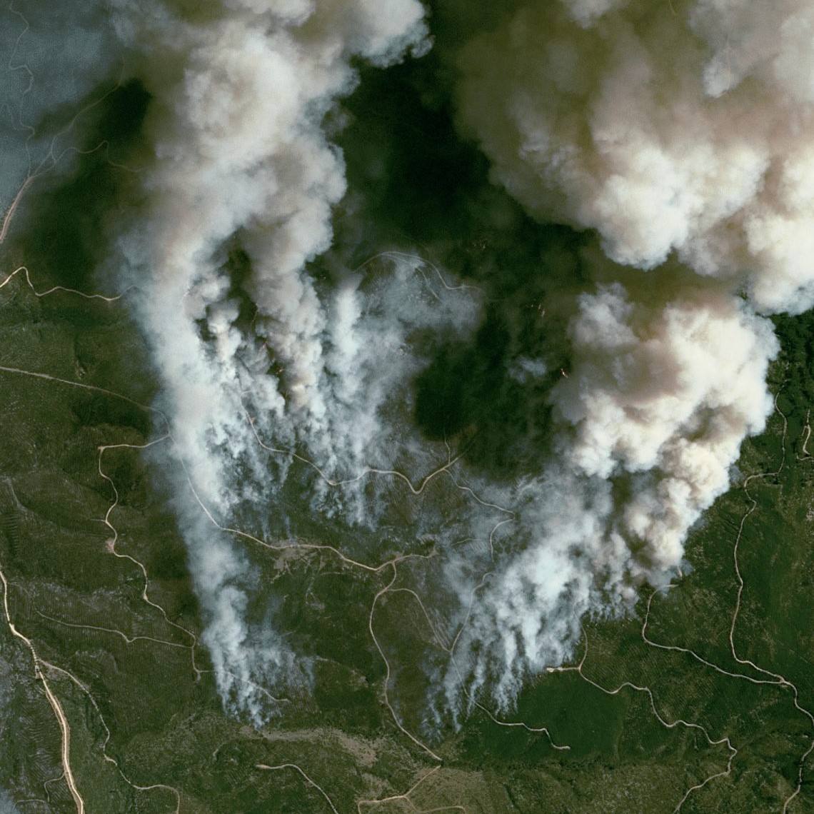 ForestFire