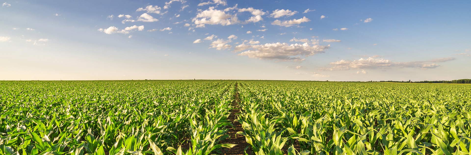 	Starting in 2019, Farmstar will deliver recommendations on cultivation of forage and grain corn crop management.