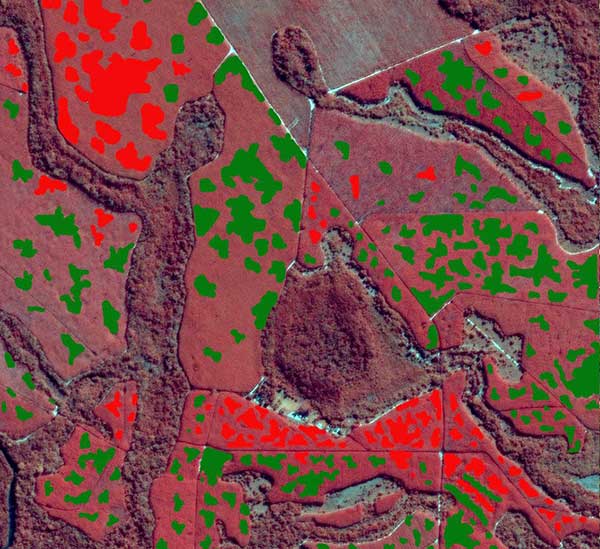 Case study disease detection in eucalyptus clones with satellite data/ 