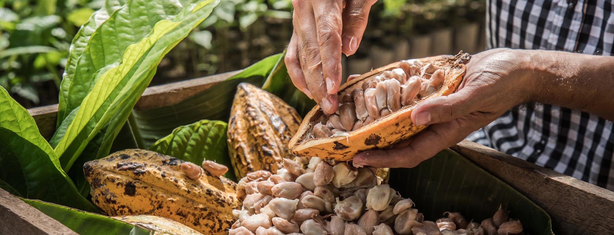 Cocoa beans