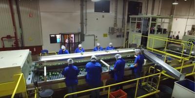 	Visual inspection of avocados before packing	 