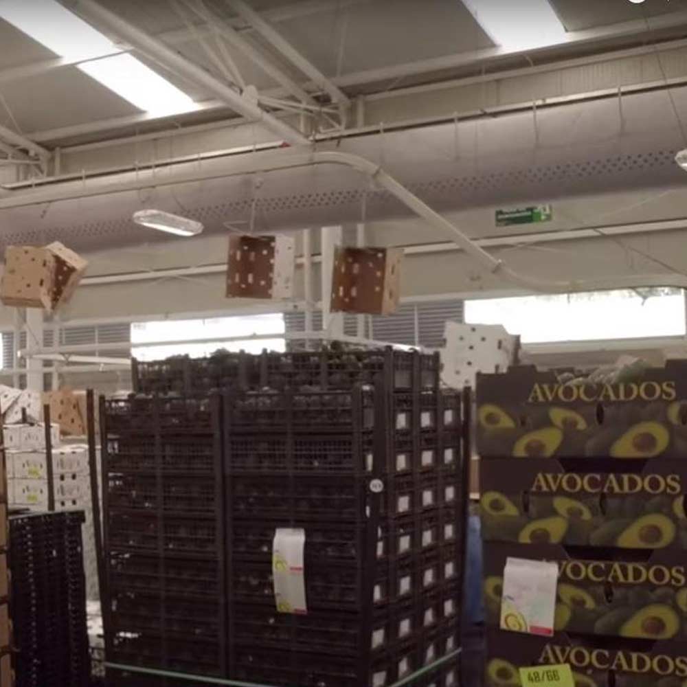 Packaged avocados ready to ship to the US
