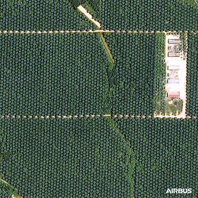 Pléiades - Palm Oil Plantations, Indonesia