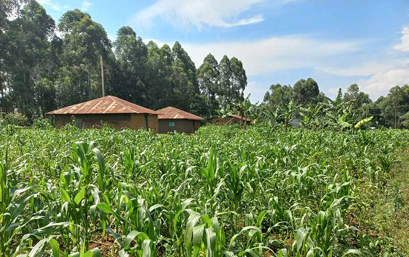 Challenge Kilimo Case study - Maize field - Kenya