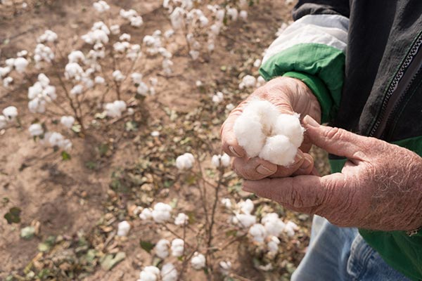 Agriculture Pakistan - Cotton growing