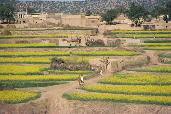 Agriculture in Pakistan - Fields