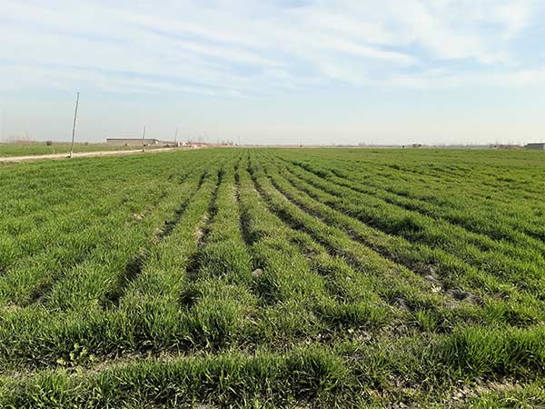 Uzbek agricultural field