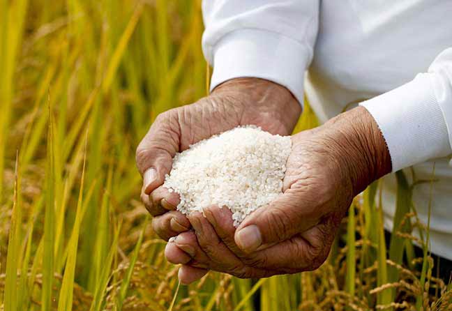 Benefits Rice Areas in Afghanistan