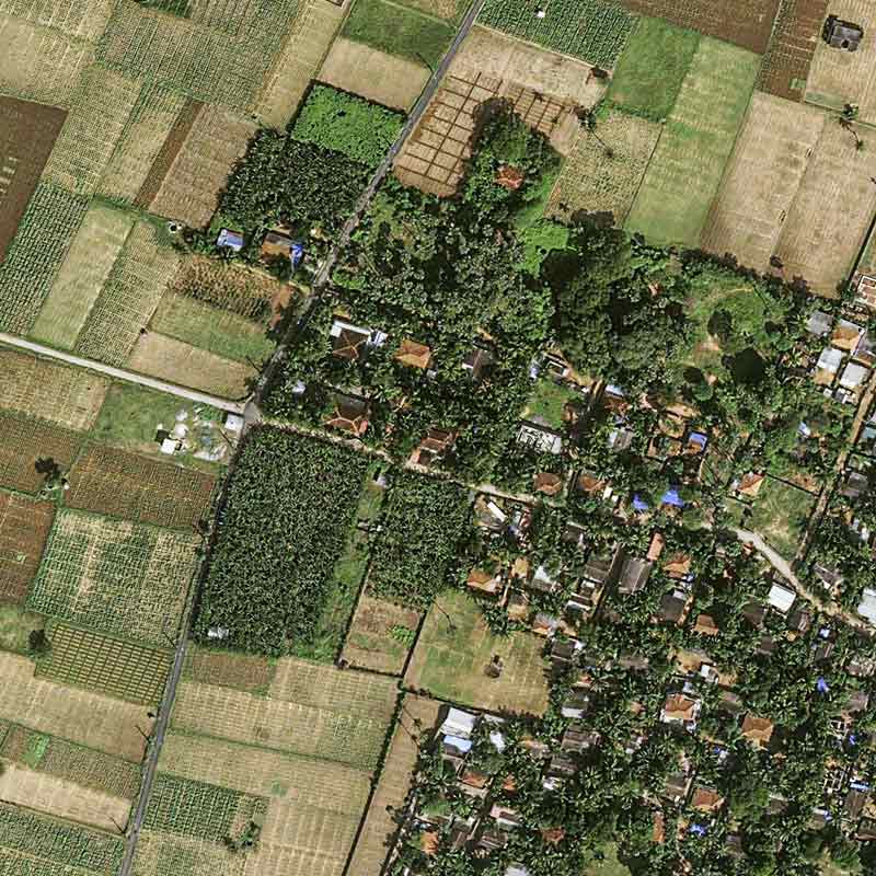 Pléiades Neo image satellite - Coconut Plantation - Sri Lanka, Manipay 30cm resolution