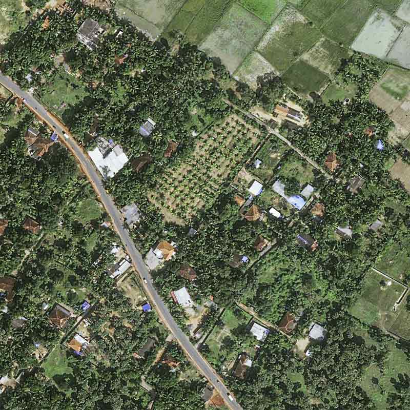 Pléiades Neo image satellite - Coconut Plantation - Sri Lanka, Manipay 30cm resolution