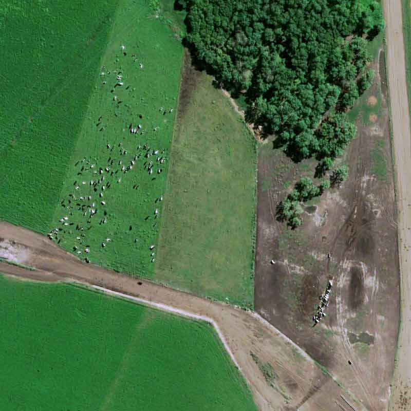 Pléiades Neo image shows cattle breeding concentrated around farms and soybean cultivation spread out between them on huge plots
