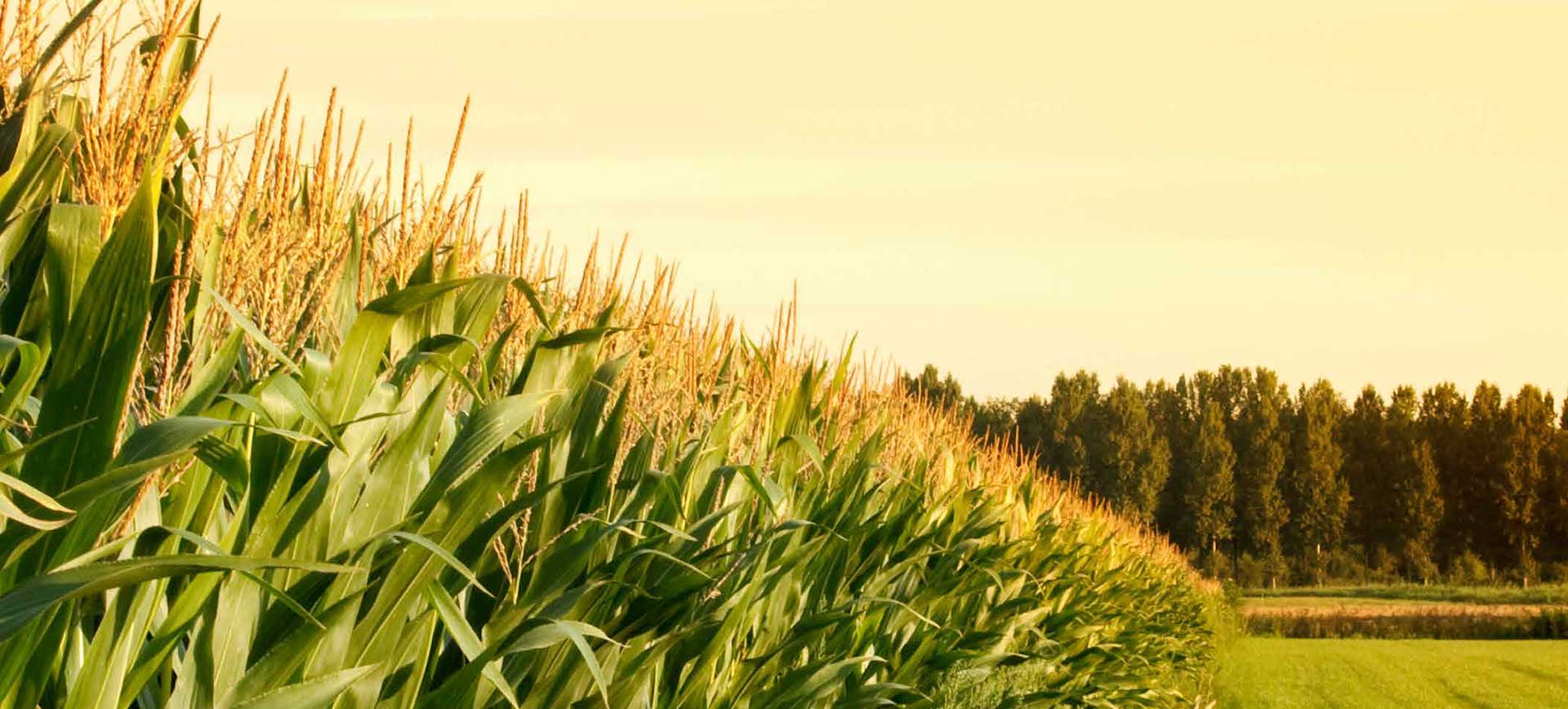 Corn Field - Intelinair case study